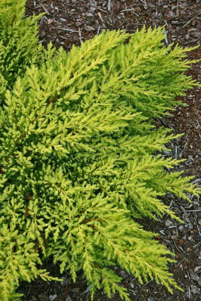 Daub's Frosted Juniper - Standard - LandscapeDirect
