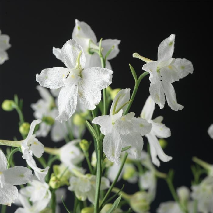 Delfix White Larkspur - LandscapeDirect
