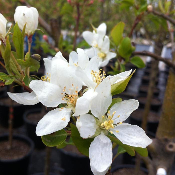 Dolgo Crabapple - LandscapeDirect