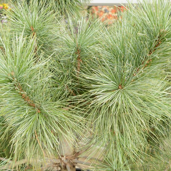 Domingo Limber Pine - LandscapeDirect
