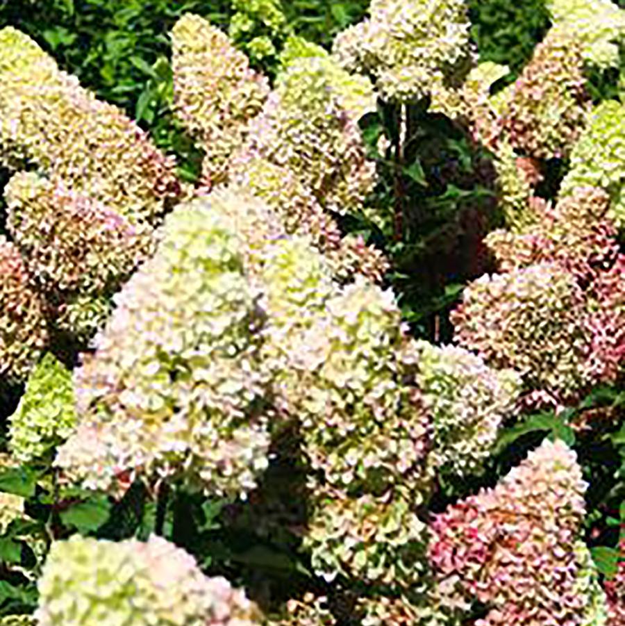 Dragon Baby Hydrangea - LandscapeDirect