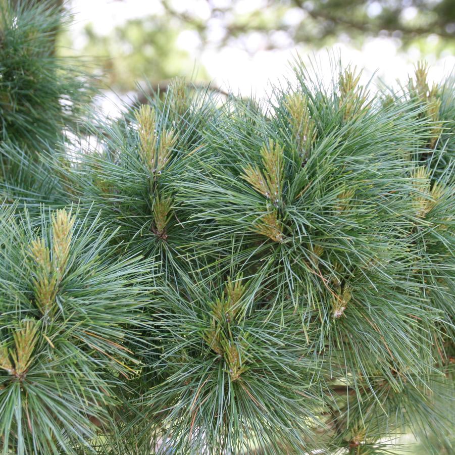 Dwarf Eastern White Pine - LandscapeDirect