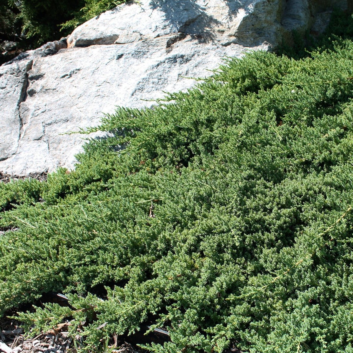Dwarf Japanese Garden Juniper - LandscapeDirect