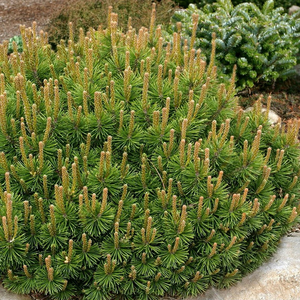 Dwarf Mugho Pine - LandscapeDirect