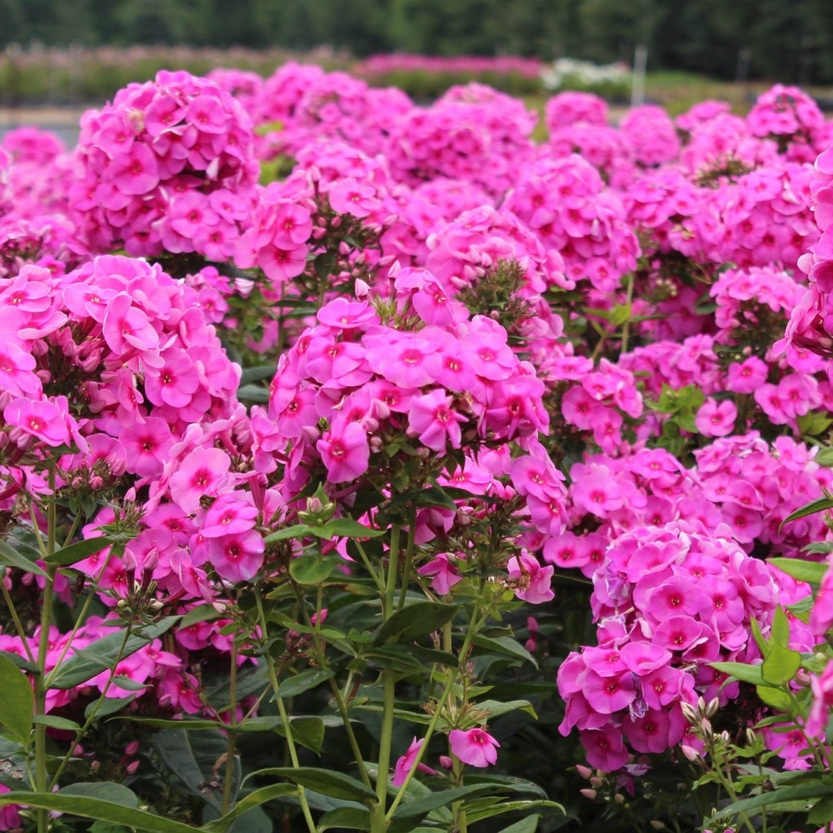 Early Start Magenta Garden Phlox - LandscapeDirect