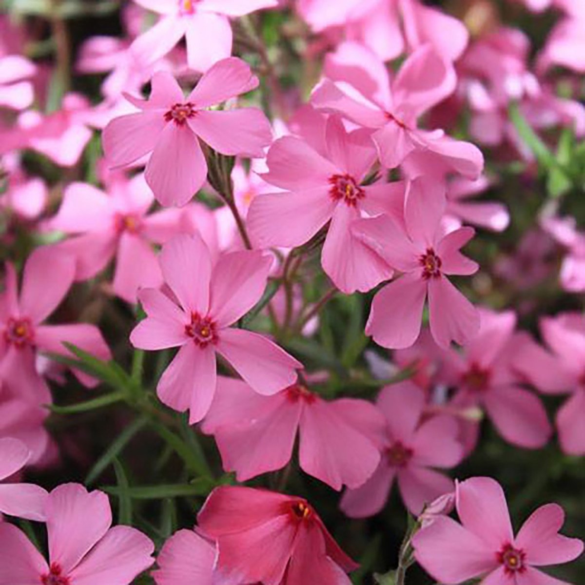 Early Start Pink Improved Garden Phlox - LandscapeDirect