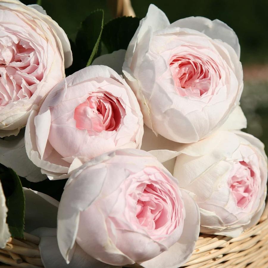Earth Angel Parfuma Rose - LandscapeDirect