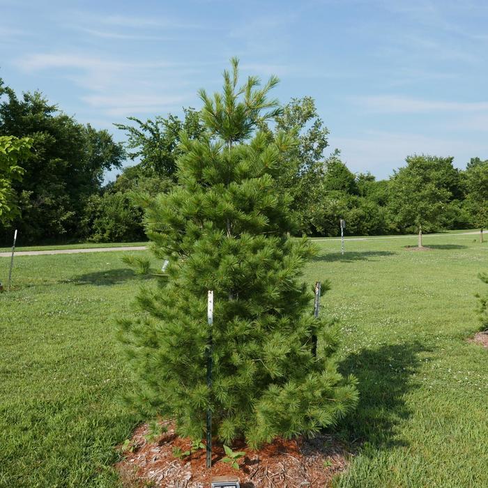 Eastern White Pine - LandscapeDirect
