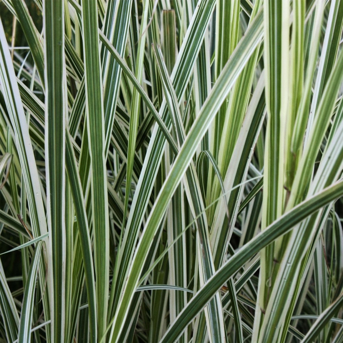 Eldorado Feather Reed Grass - LandscapeDirect