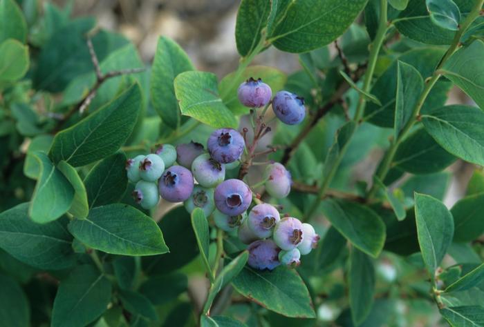 Elliott Blueberry - LandscapeDirect
