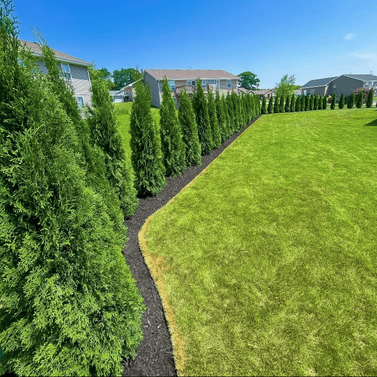 Emerald Cedars - LandscapeDirect
