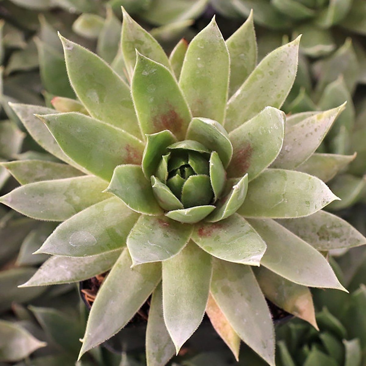 Emerald Hens and Chicks - LandscapeDirect