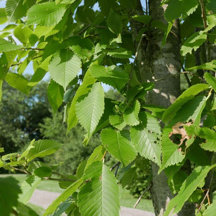 Emerald Sunshine Elm - LandscapeDirect