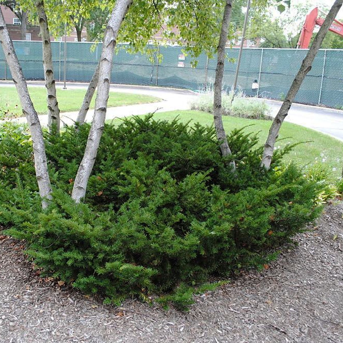 Erie Shores Yew - LandscapeDirect