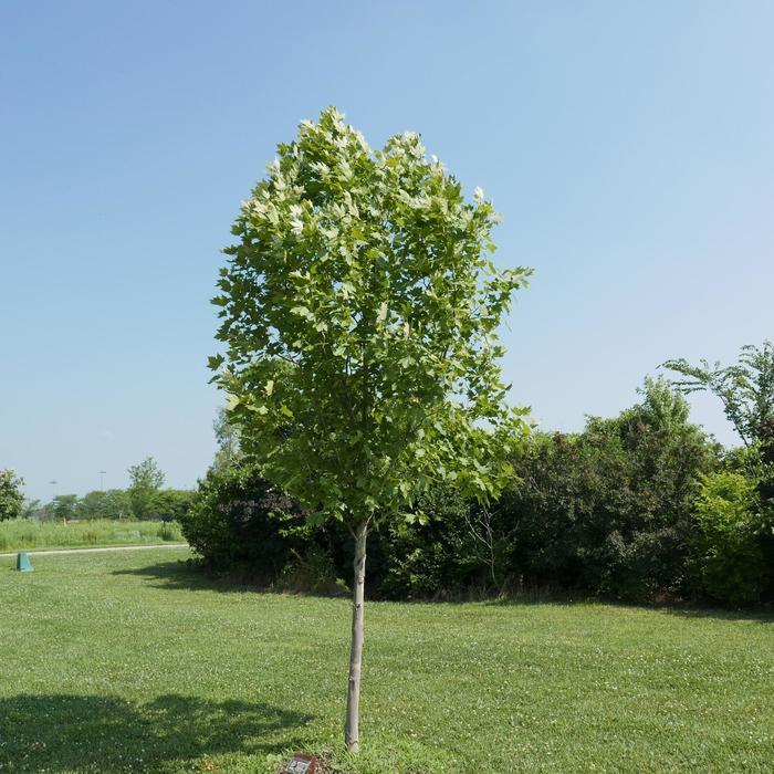 Exclamation London Planetree - LandscapeDirect
