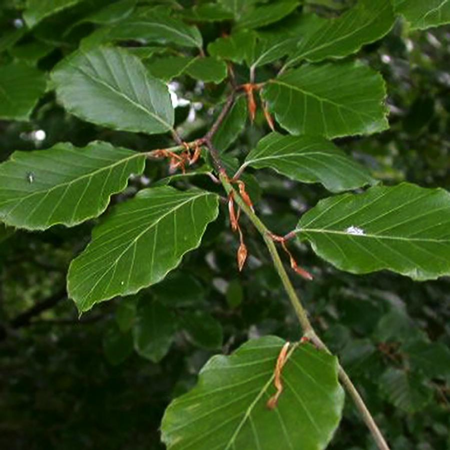 Fastigiate Beech - LandscapeDirect