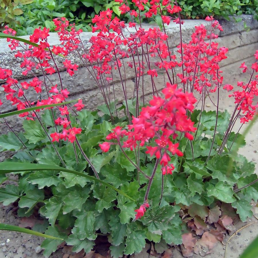 Firefly Coral Bells - LandscapeDirect