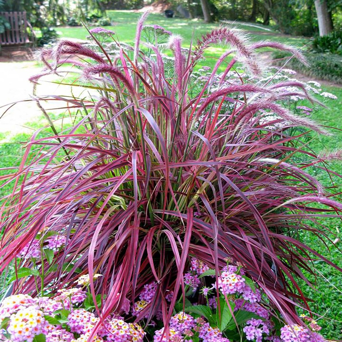 Fireworks Fountain Grass - LandscapeDirect