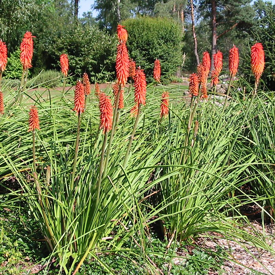 Flamenco Red Hot Poker - LandscapeDirect