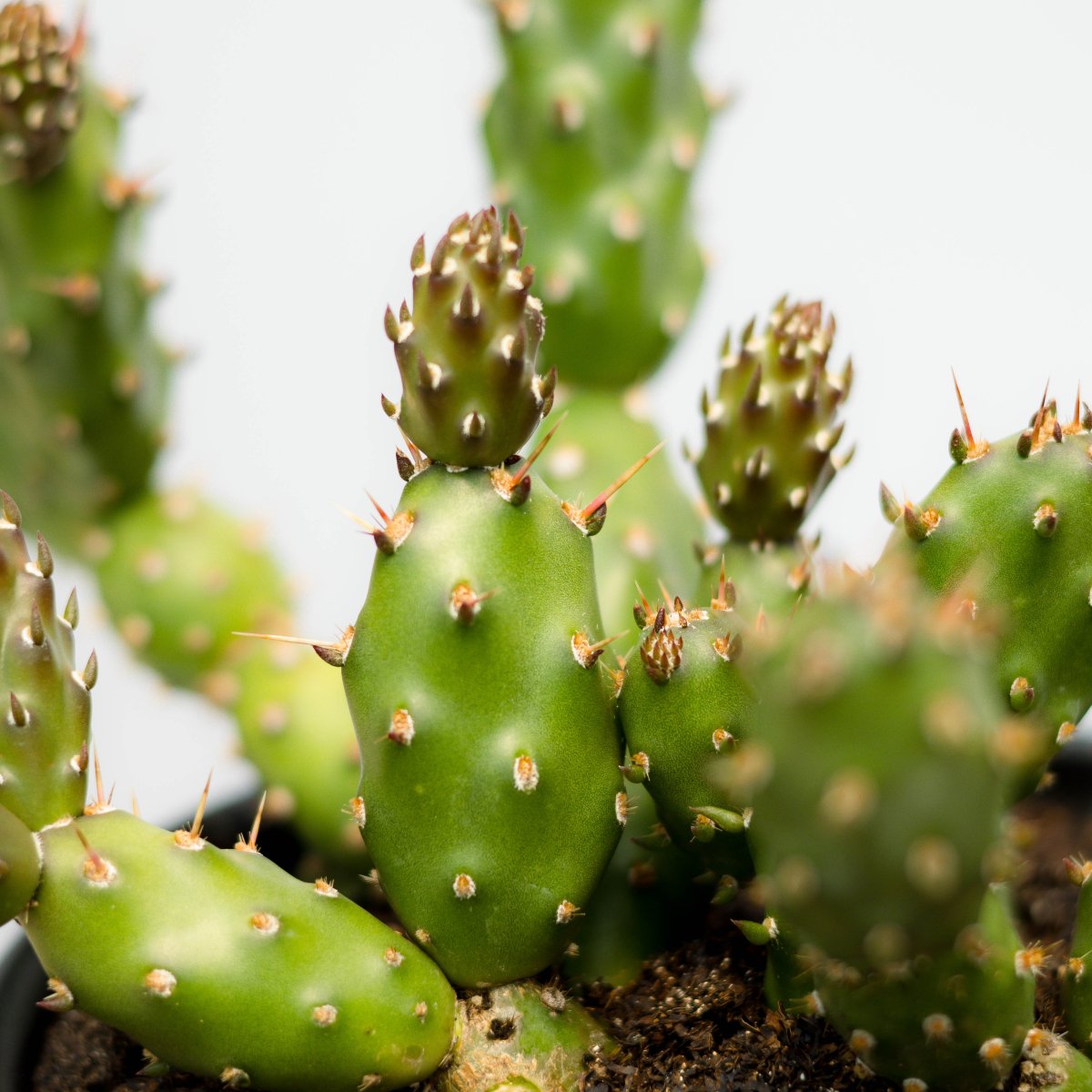 Fragile Prickly Pear Cactus - LandscapeDirect