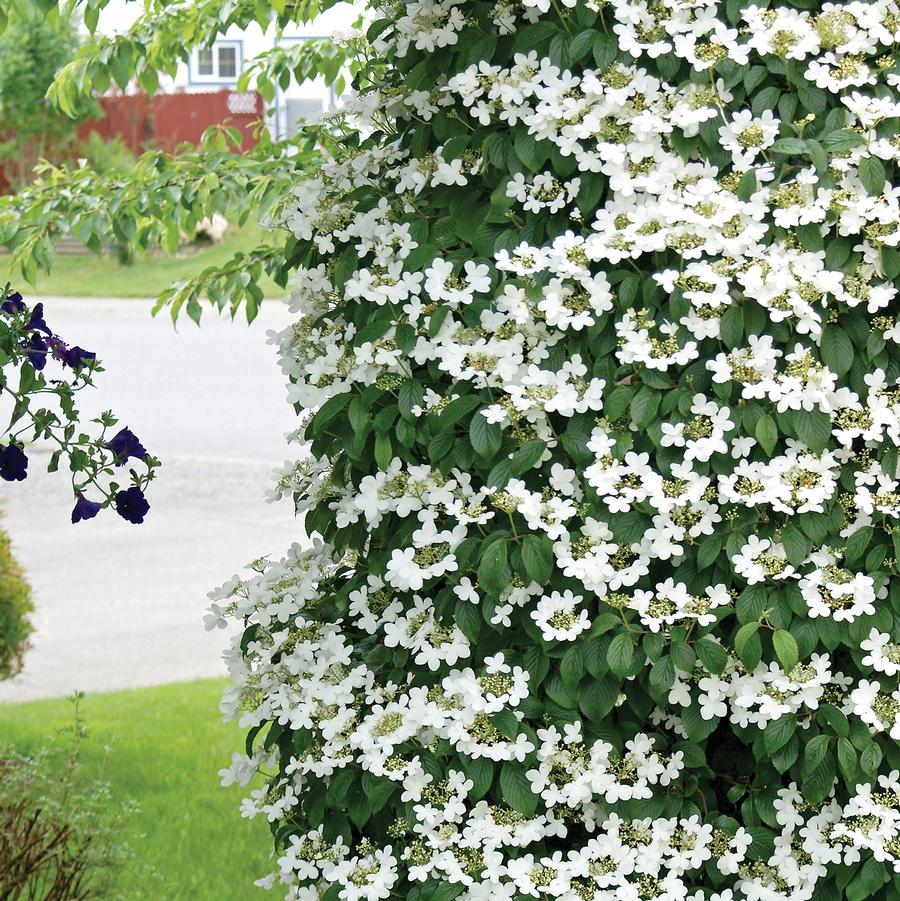 Fragrant Snowball Viburnum - LandscapeDirect
