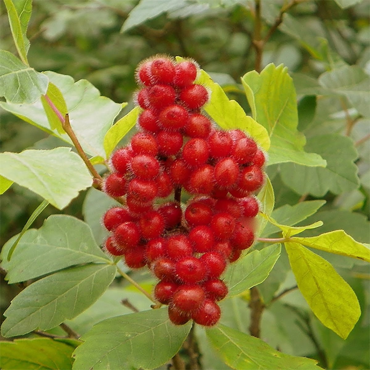 Fragrant Sumac - LandscapeDirect