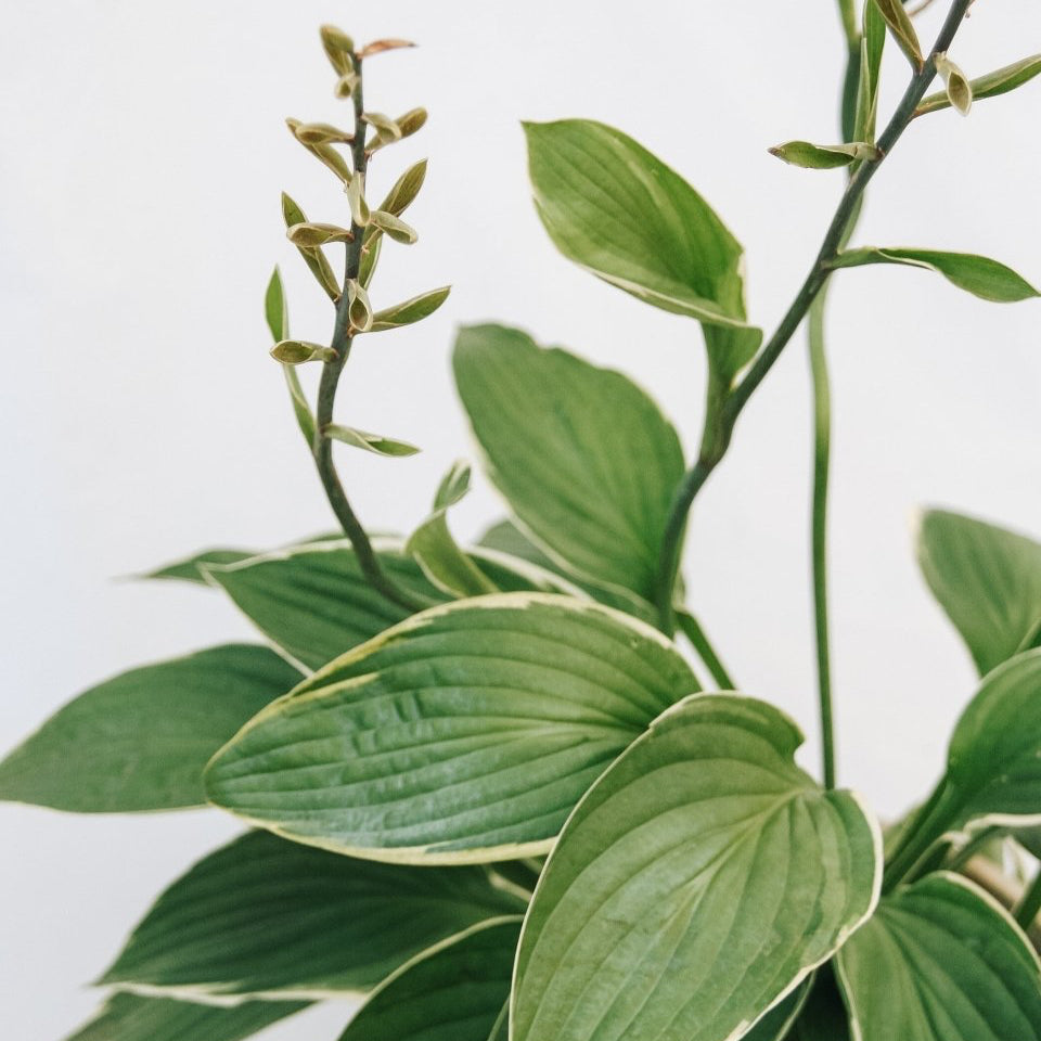 Francee Hosta - LandscapeDirect