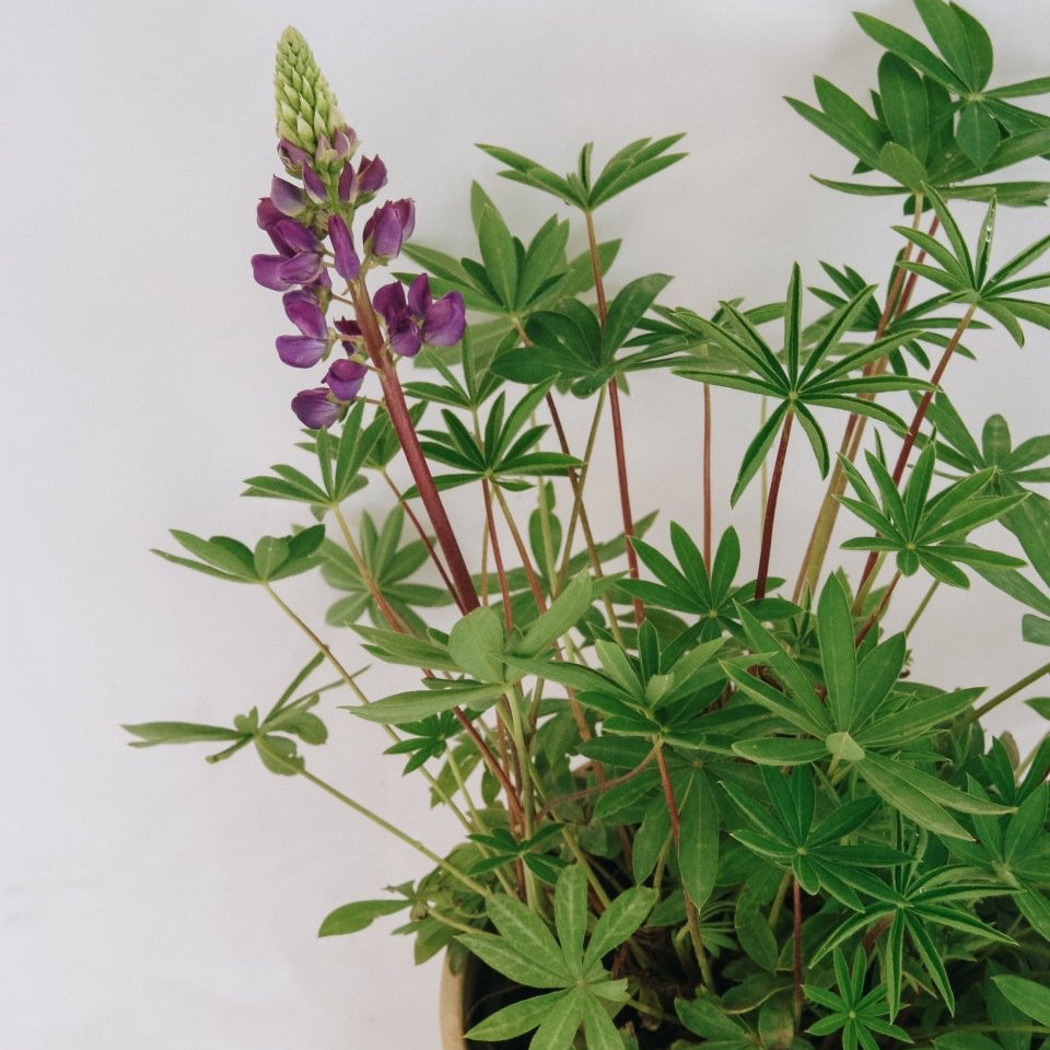 Gallery Blue Lupine - LandscapeDirect