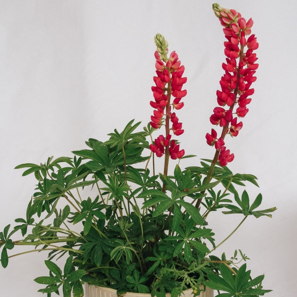 Gallery Red Lupine - LandscapeDirect