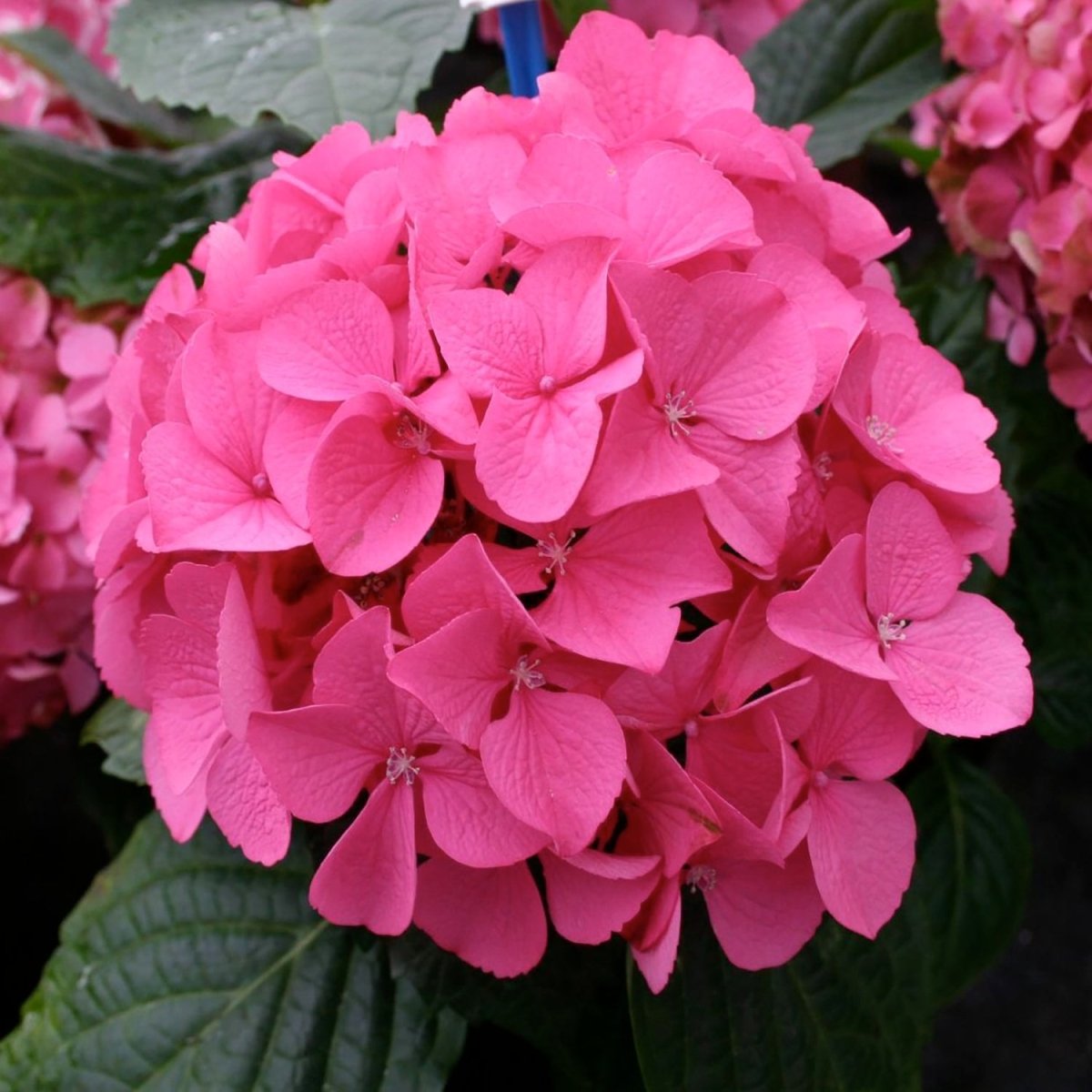 Garnet Hydrangea - LandscapeDirect