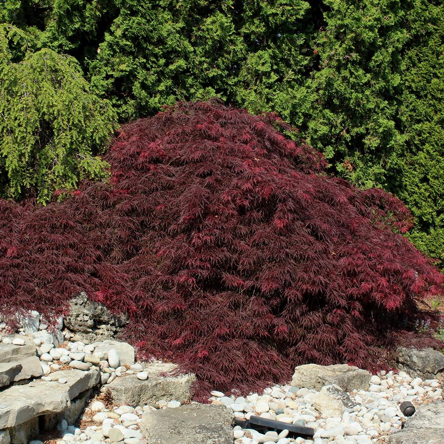 Garnet Laceleaf Japanese Maple - LandscapeDirect