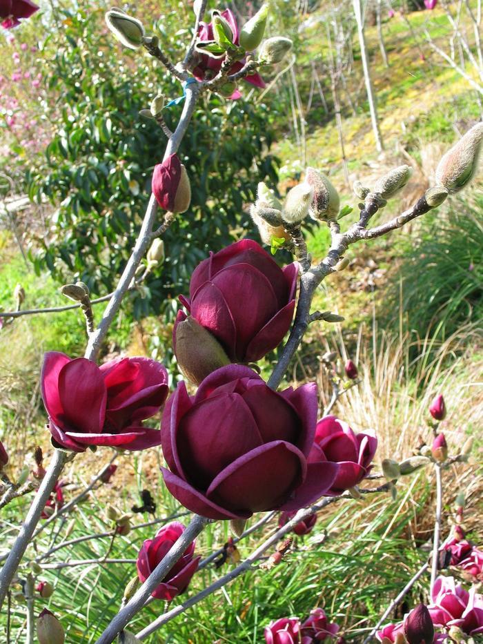 Genie Magnolia - LandscapeDirect