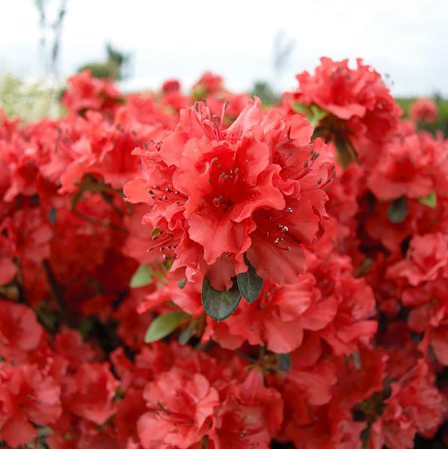 Girard's Hot Shot Azalea - LandscapeDirect