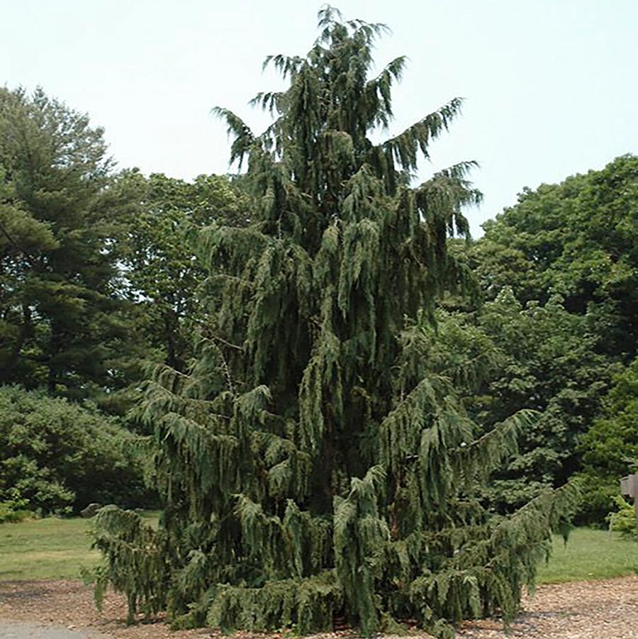 Glauca Pendula Nootka Cypress - LandscapeDirect