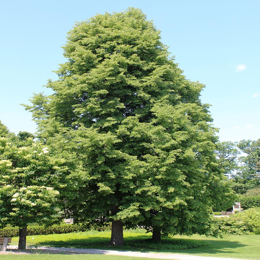 Glenleven Littleleaf Linden - LandscapeDirect