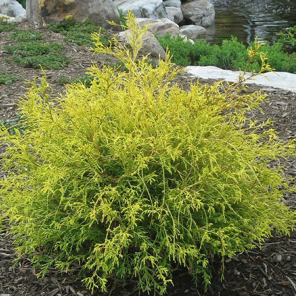 Golden Mops False Cypress - LandscapeDirect