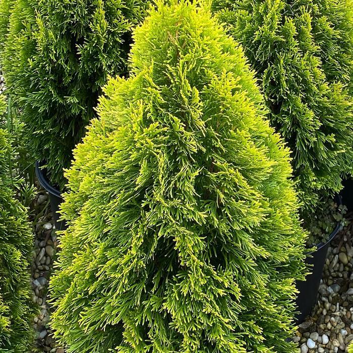 Golden Smaragd Arborvitae - LandscapeDirect