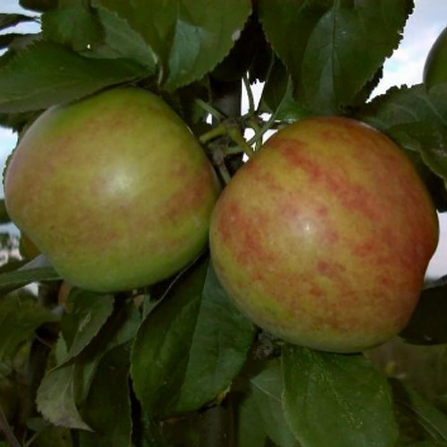 Gravenstein Apple - LandscapeDirect