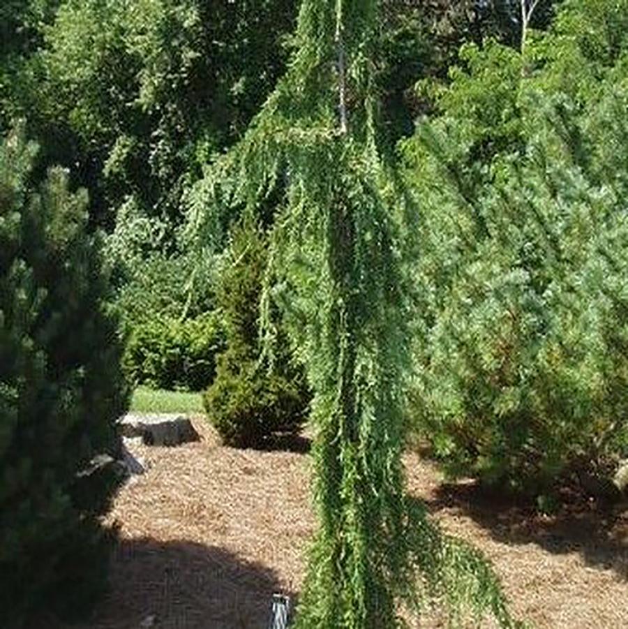 Green Arrow Nootka Cypress - LandscapeDirect