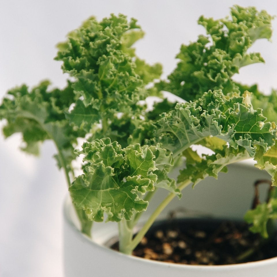 Green Kale - LandscapeDirect