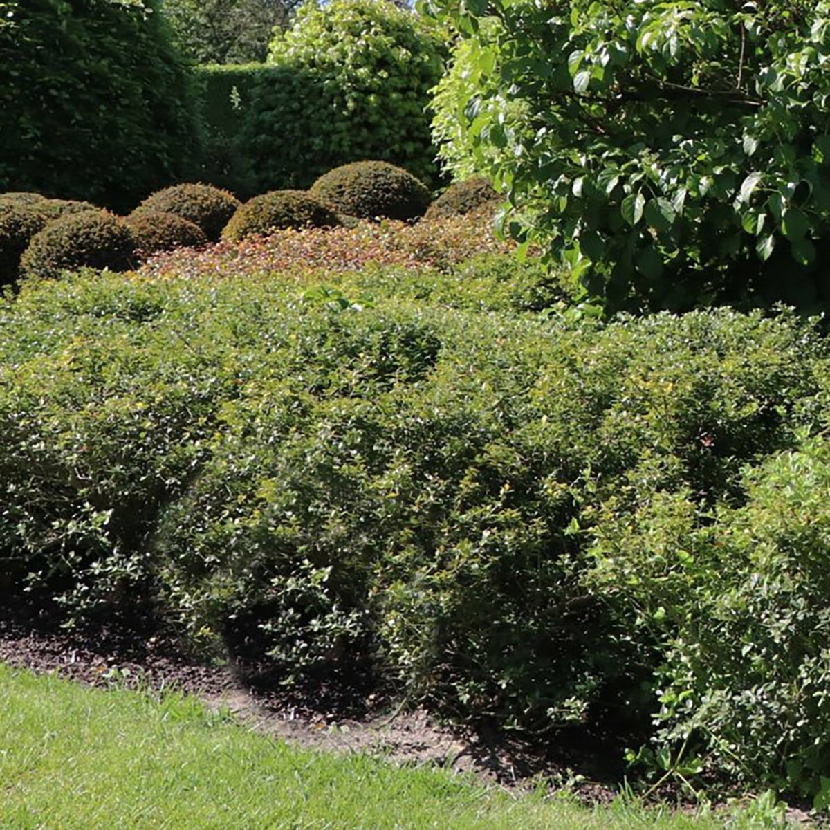 Green Lustre Japanese Holly - LandscapeDirect