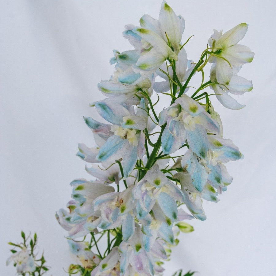 Guardian Lavender Larkspur - LandscapeDirect