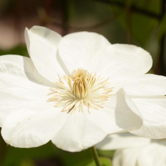 Guernsey Cream Clematis - LandscapeDirect