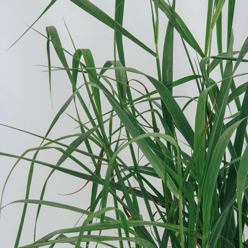 Heavy Metal Switchgrass - LandscapeDirect