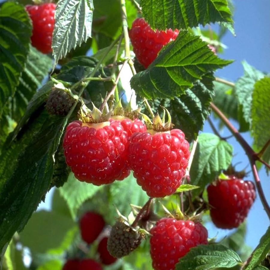 Heritage Raspberry - LandscapeDirect