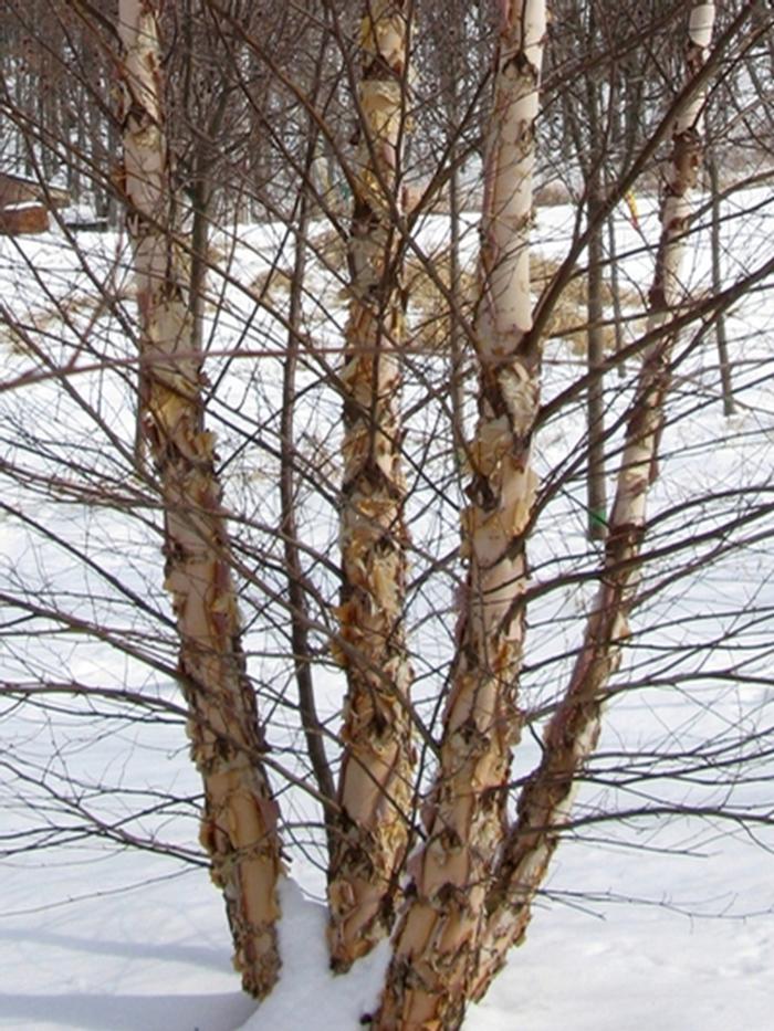 Heritage River Birch - Clump - LandscapeDirect