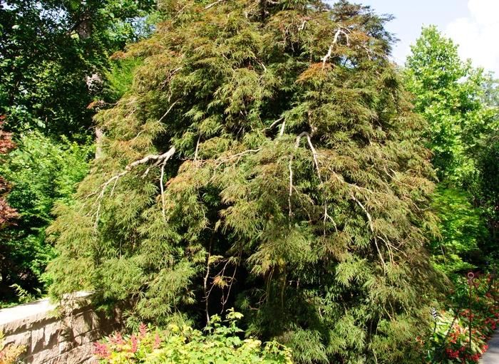 Inaba - Shidare Laceleaf Japanese Maple - LandscapeDirect