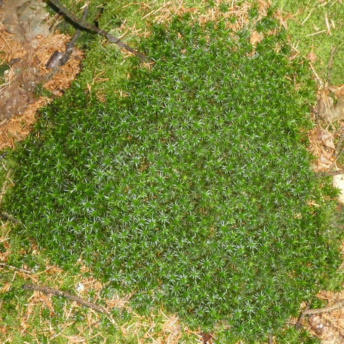 Irish Moss - LandscapeDirect