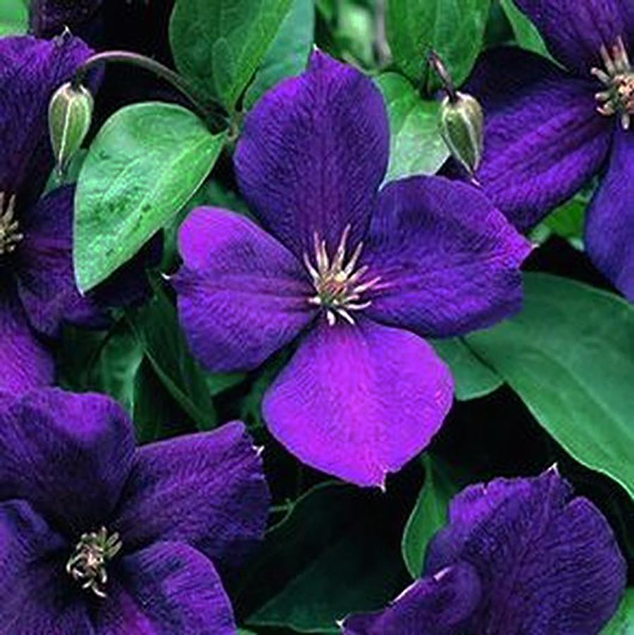 Jackmanii Superba Clematis - LandscapeDirect