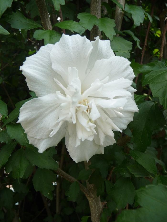 Jeanne d'Arc Rose of Sharon - LandscapeDirect